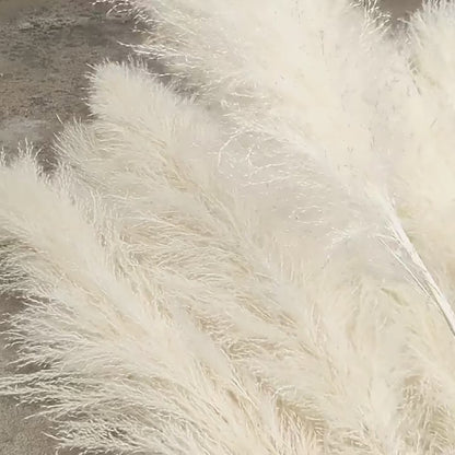 PAMPAS DECORATIVAS BRISA